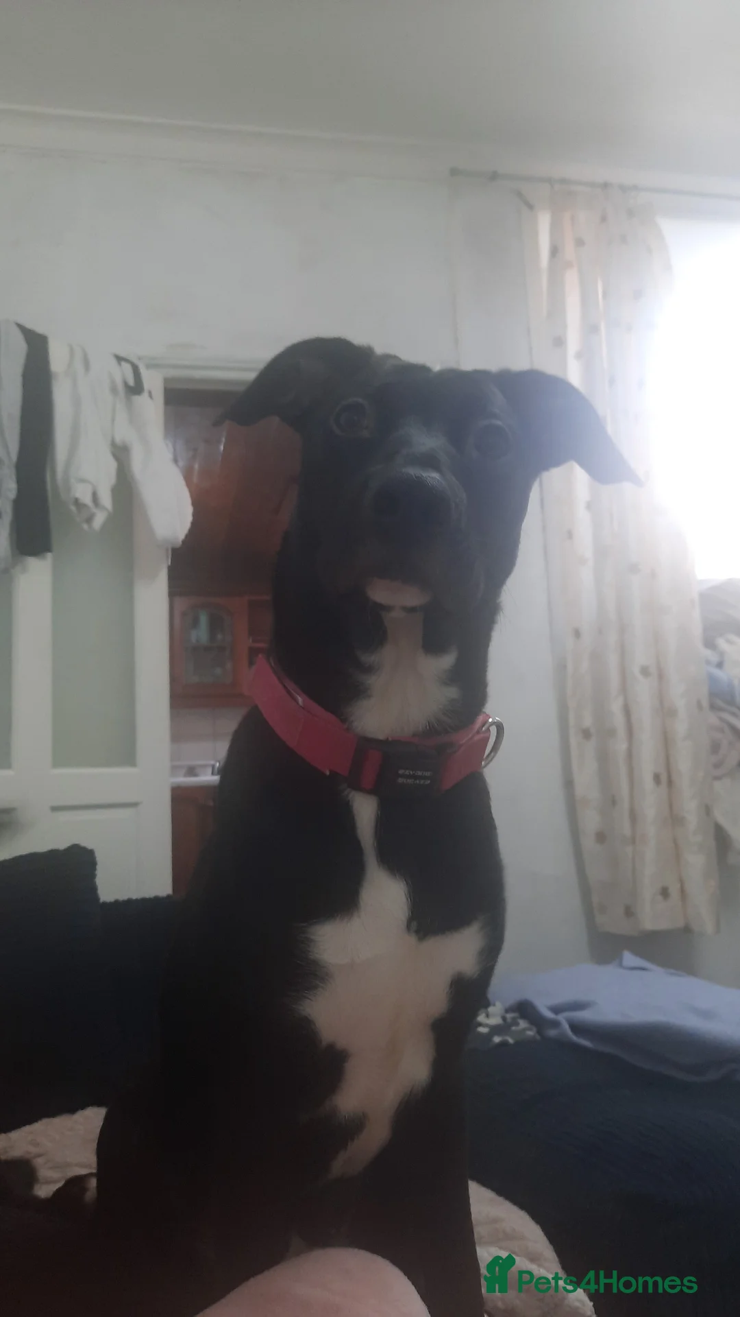 Mixed Breed dogs for sale: Male and female pup  - Advert 3