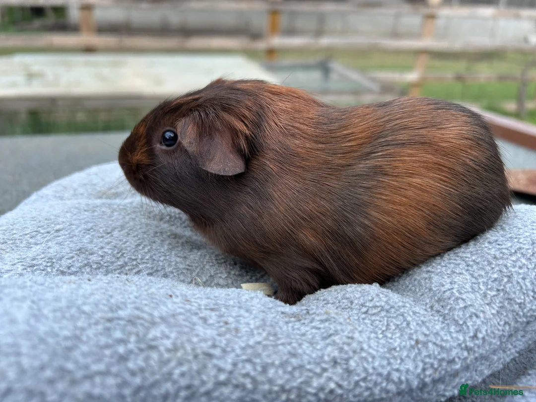 Guinea Pig rodents for sale: Beautiful baby guinea pigs - smooth haired males - Advert 1