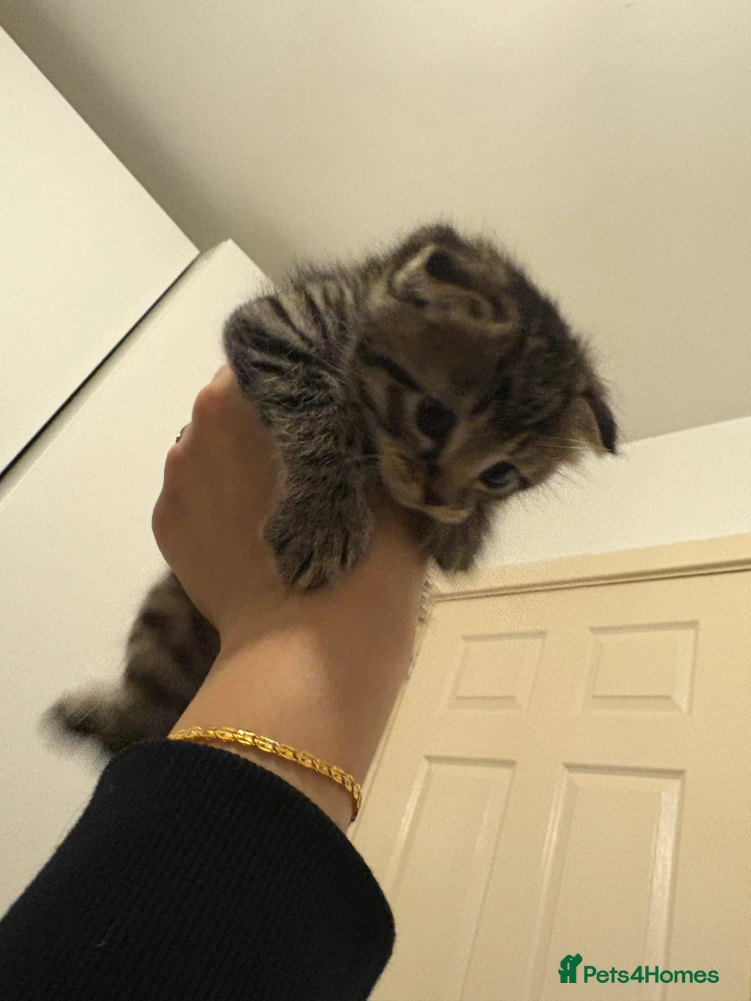 Scottish Fold cats for sale: 🐱💗💝 Ready to go on the 14th of February 💝 💗🐱 - Advert 28