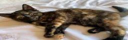 Turkish Angora cats for sale: Turkish Angoras x 2 left READY NOW - Advert 2