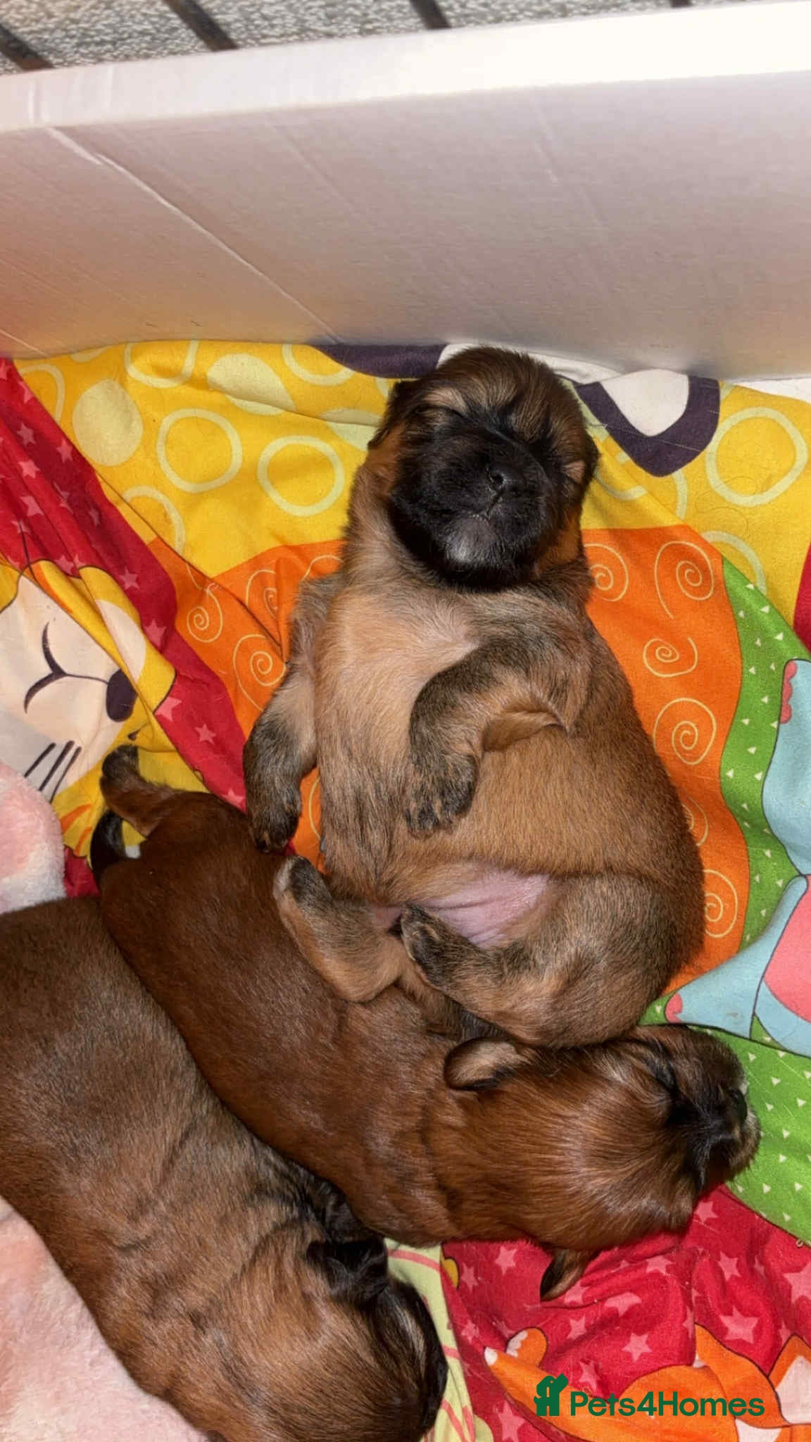 Mixed Breed dogs Lhasa-apso x Pomeranian pups - Advert 16