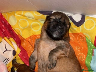 Mixed Breed dogs Lhasa-apso x Pomeranian pups - Advert 14