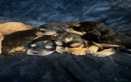 Mixed Breed dogs for sale: Stunning litter of Australian labradoodles  - Image 17