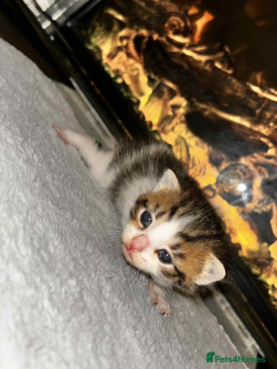 Domestic Shorthair cats for sale: Adorable Kittens! 🐾 - Image 10