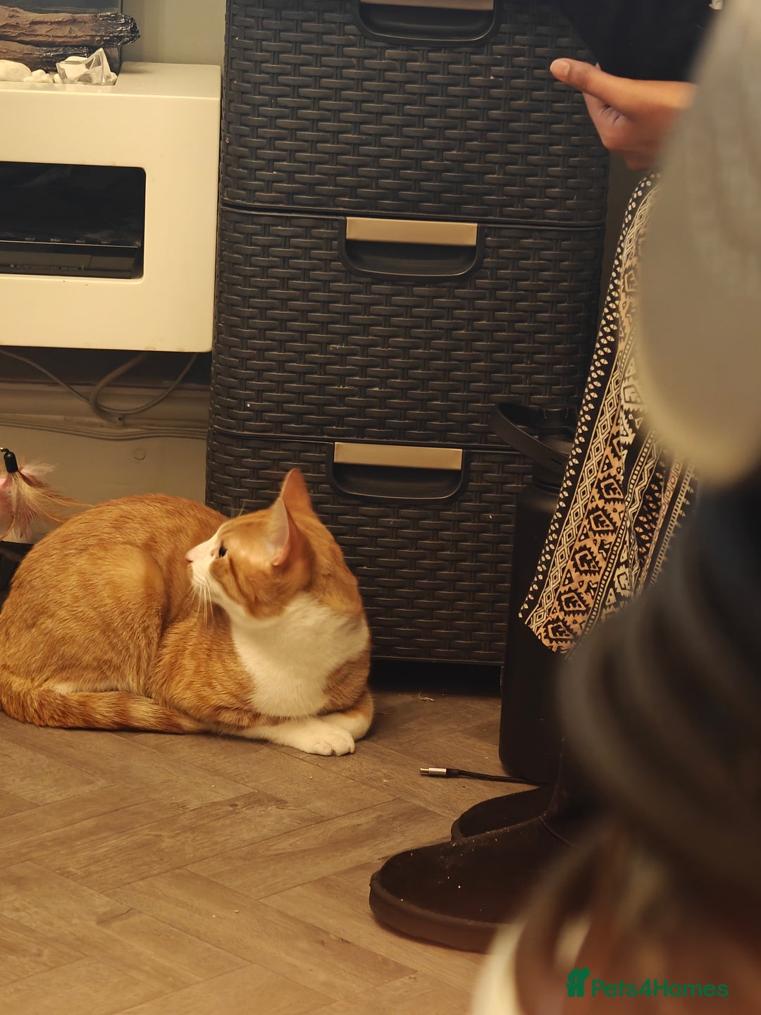 British Shorthair cats for sale: Male cat for sale - 9 months  - Advert 2