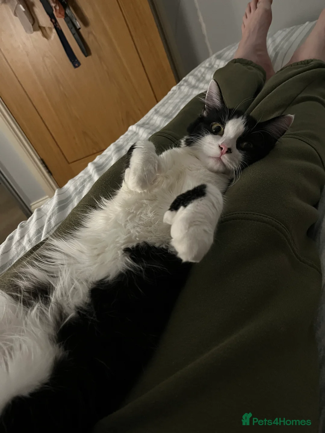 Mixed Breed cats for sale: 🐾 Re-homing our beautiful Tilly Tot - Advert 2