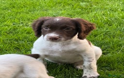 English Springer Spaniel dogs for sale: READY TO GO KC REG ESS PUPPIES - Image 18
