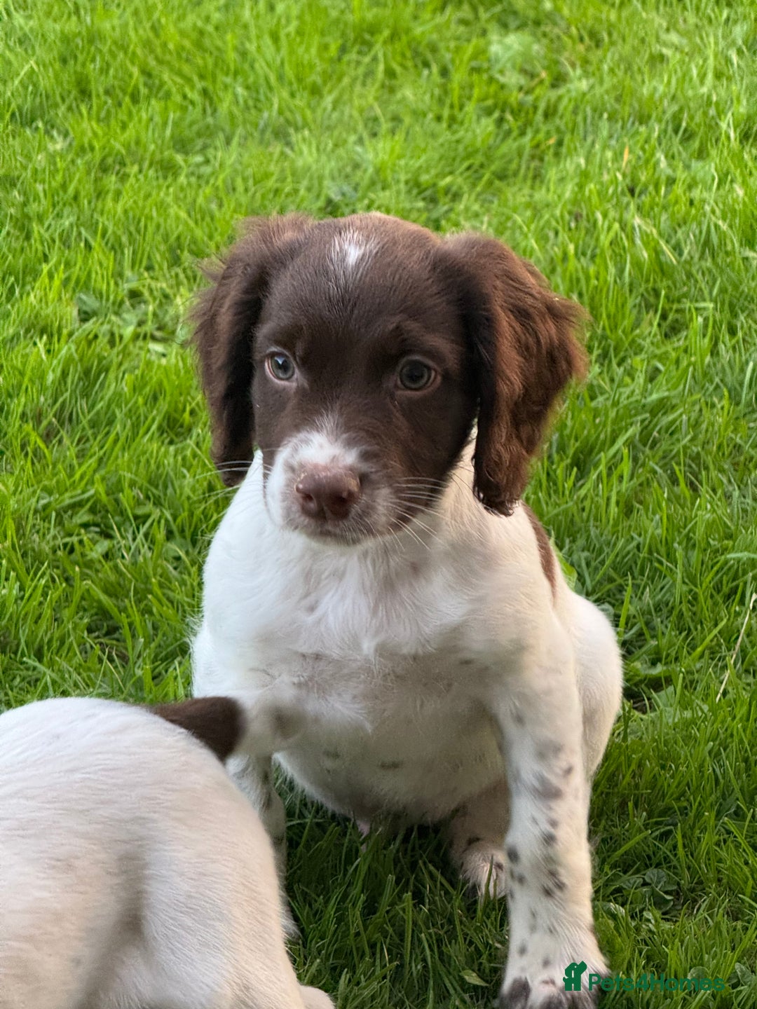 English Springer Spaniel dogs for sale: READY TO GO KC REG ESS PUPPIES - Image 18