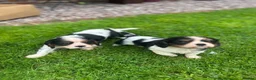 Cavalier King Charles Spaniel dogs for sale: Cavalier King Charles Puppies - Advert 10