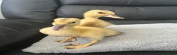 Mixed Breed birds for sale: Ducklings and Quails - Advert 1