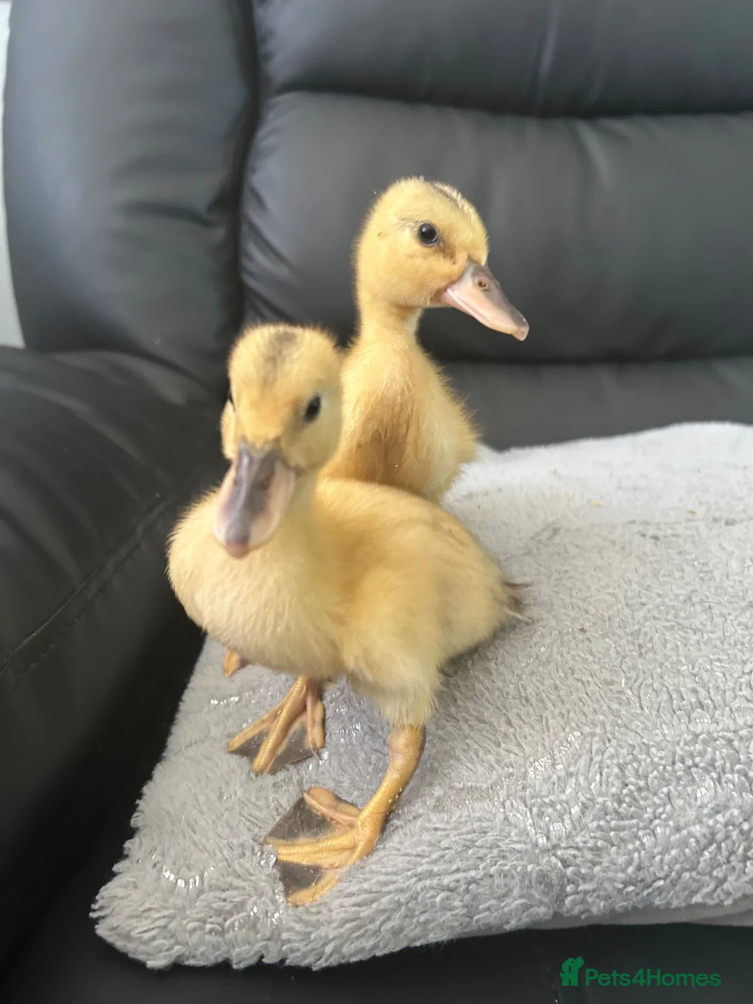 Mixed Breed birds for sale: Ducklings and Quails - Advert 1