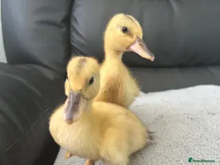 Mixed Breed birds Ducklings and Quails - Advert 17