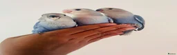 Lovebirds birds for sale: Hand reared lovebirds for sale  - Advert 3