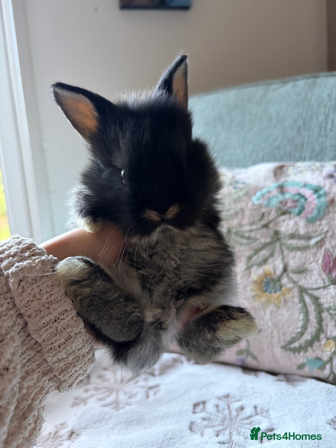 Mixed Breed rabbits for sale: 4 Lionhead x Harlequin Lop Bunnies - Advert 4