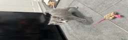 Mixed Breed cats for sale: Beautiful grey Fluffy Kittens! - Advert 12