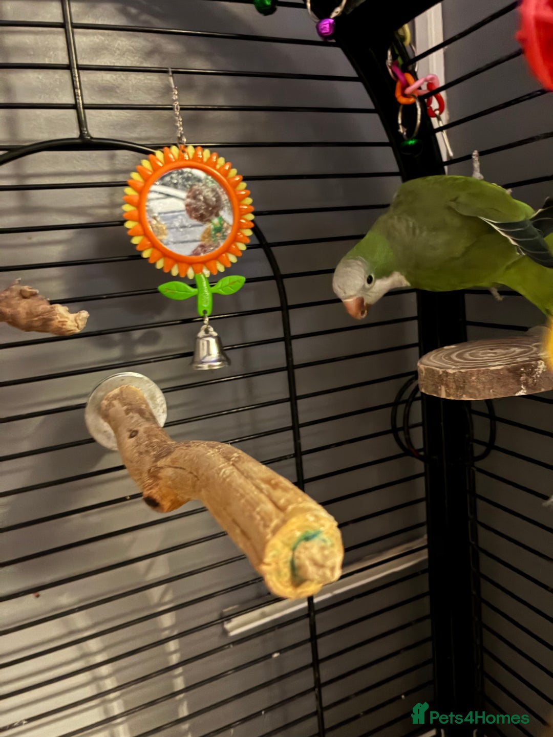 Parrots birds for sale: Quaker parrot  - Advert 3