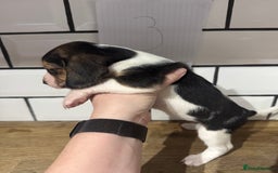 Beagle dogs for sale: Beautiful beagle puppies  - Advert 17