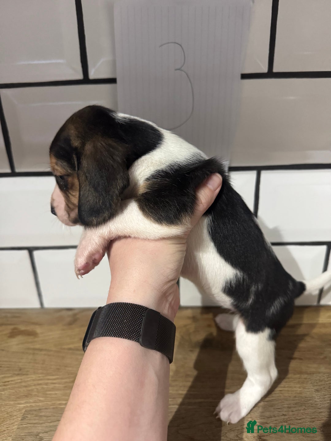 Beagle dogs for sale: Beautiful beagle puppies  - Advert 17