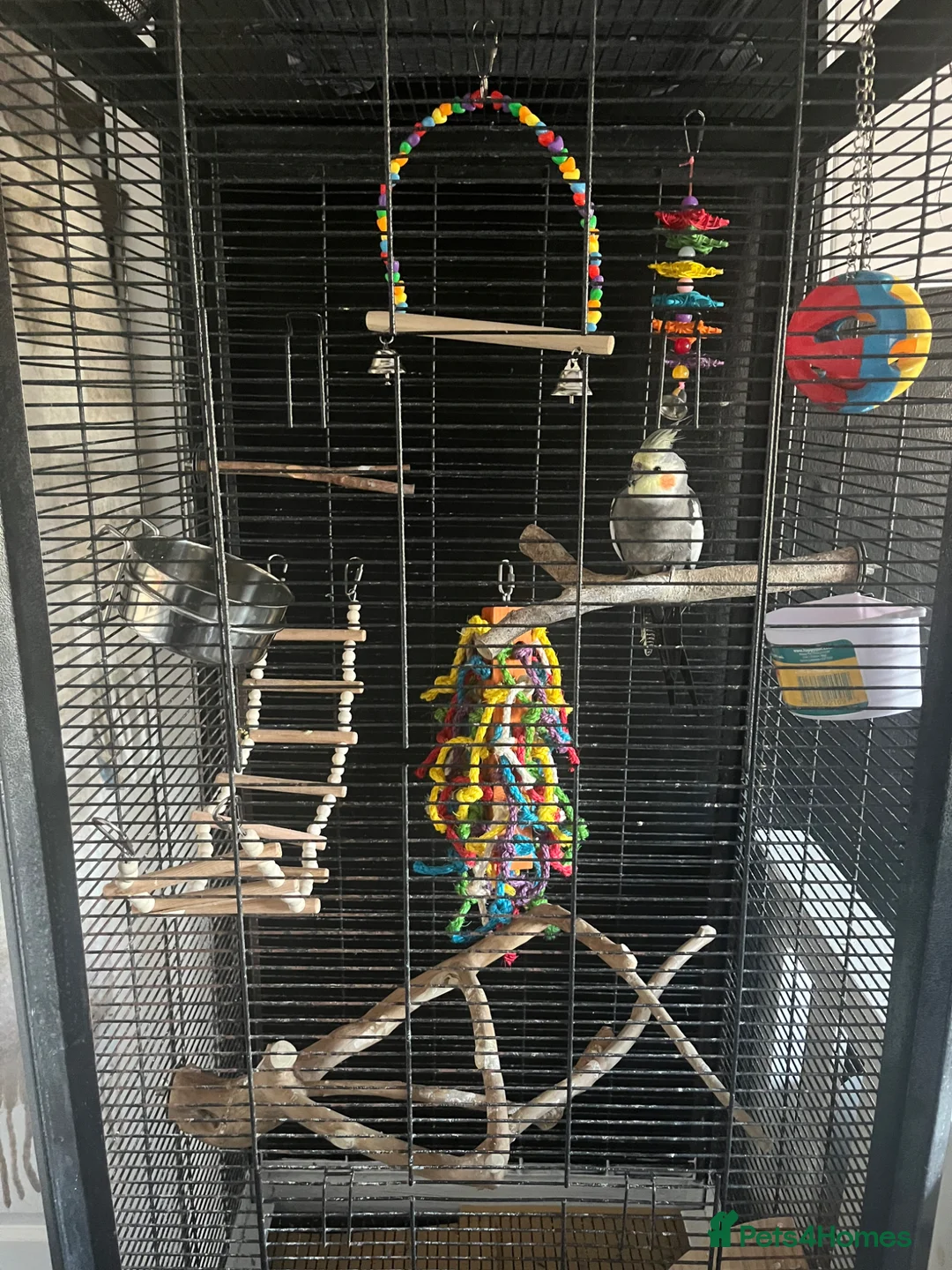 Cockatiels birds for sale: Cockatiel  in Weymouth - Advert 2