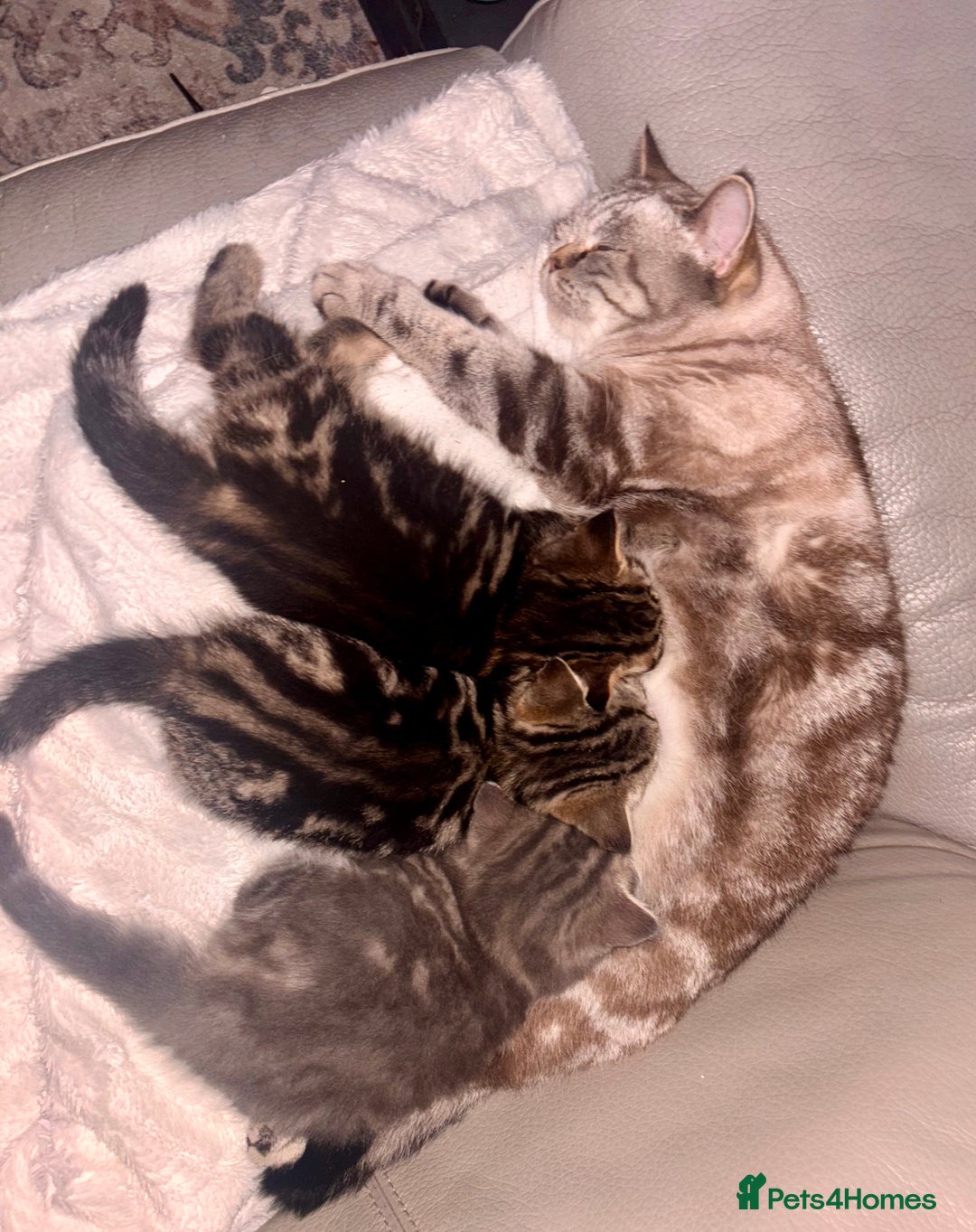 British Shorthair cats for sale: Sunning BSH kittens - ready for  **   - Advert 14