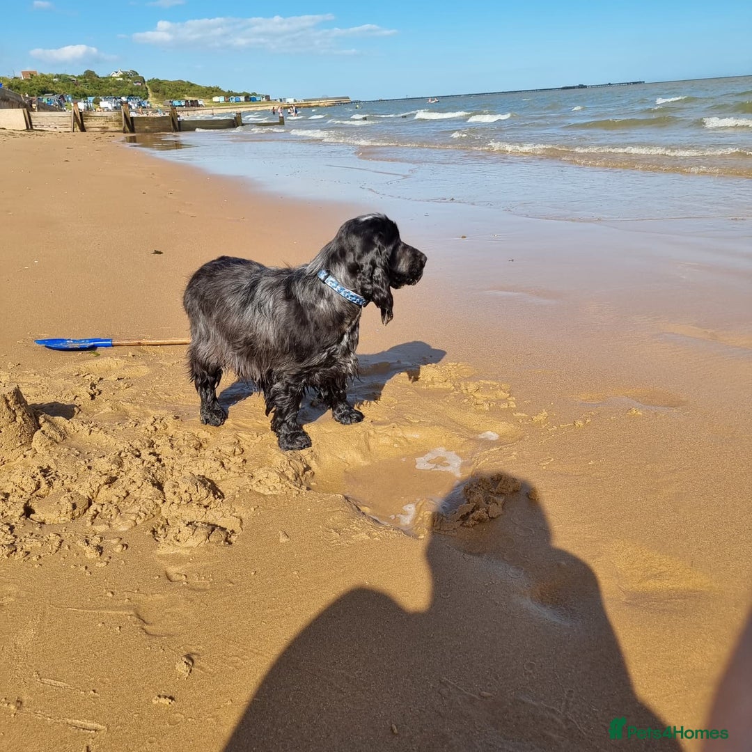 Cocker Spaniel dogs for sale: Beautiful Blue Roan Cocker Spaniel female kc 2y 8m - Image 4