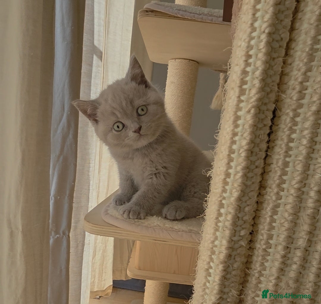 British Shorthair cats BRITISH SHORTHAIR KITTENS READY 1ST OF MAY 2026 - Advert 2
