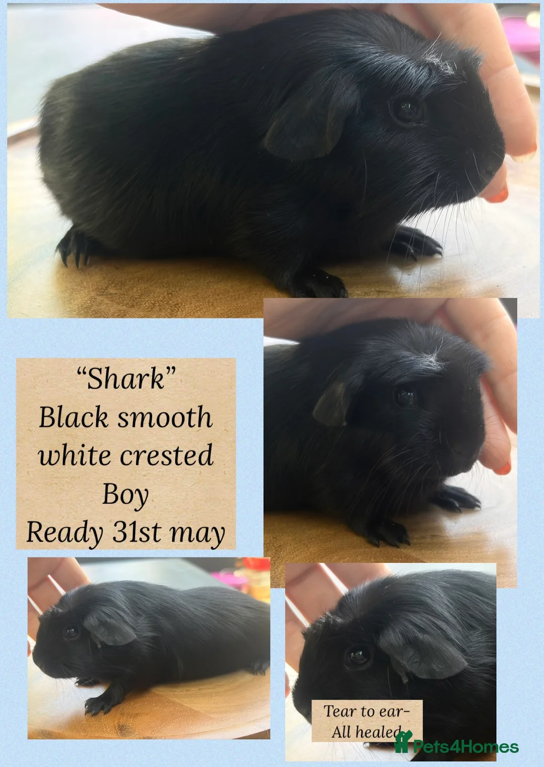 Guinea Pig rodents for sale: Guineapig baby boys available now - Advert 9