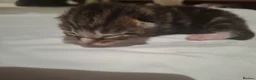 Mixed Breed cats for sale: Four adorable kitten - one boy and three girls - Advert 17