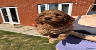 Mixed Breed dogs - Advert 10