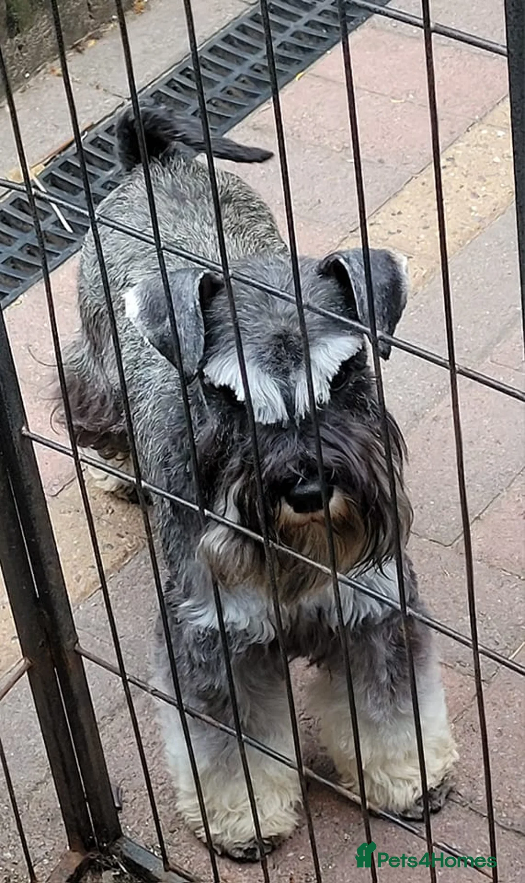 Miniature Schnauzer dogs for sale: KC Reg Male Salt & Pepper Mini Schnauzer Puppies - Advert 3