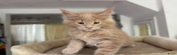 Maine Coon cats for sale: TICA Reg Maine Coon Kittens Ginger Red Cream - Advert 16
