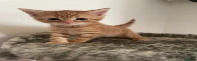 Domestic Shorthair 4