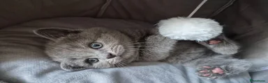British Shorthair 3