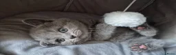 British Shorthair cats for sale: British shorthair kittens  - Advert 14