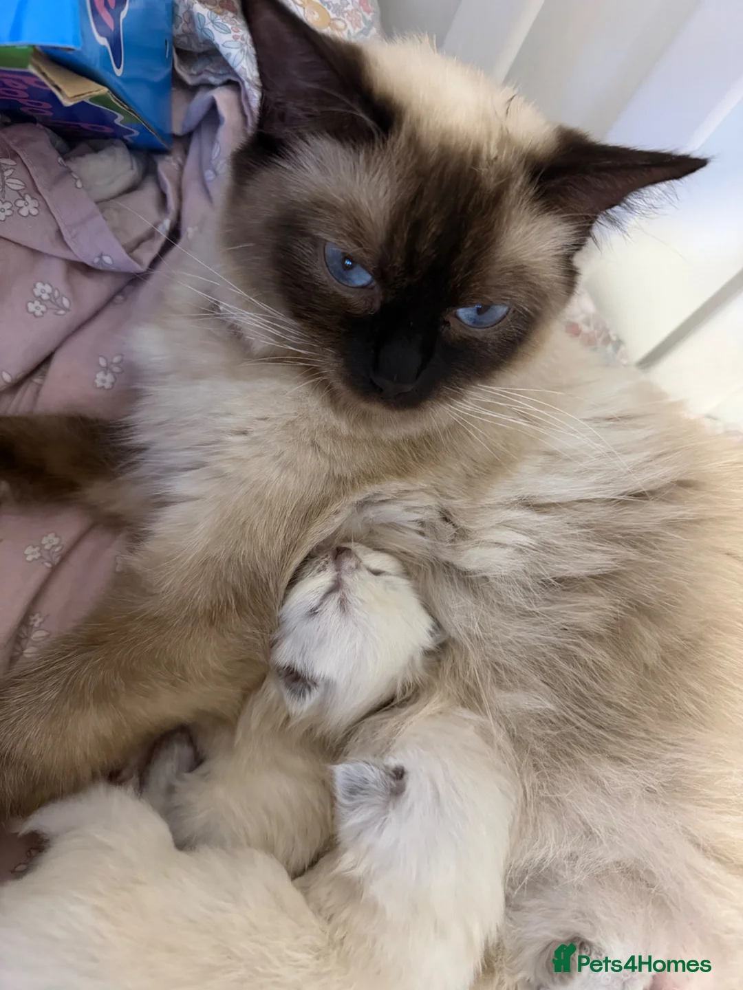 Ragdoll cats for sale: Beautiful Ragdoll 5 kittens  in Cwmbran - Advert 1