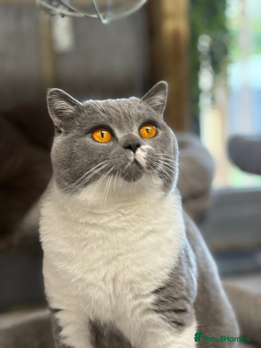 British Shorthair cats for stud: Stunning Blue & White Bicolour for Stud  - Image 3