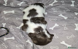 English Springer Spaniel dogs for sale: Stunning Pedigree Registered Pups - Image 37