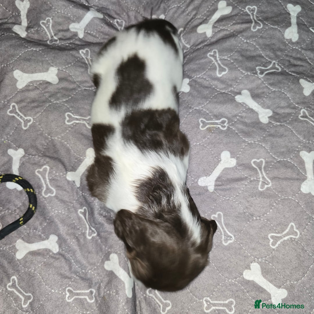 English Springer Spaniel dogs for sale: Stunning Pedigree Registered Pups - Image 37