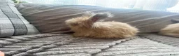 Angora rabbits for sale: English Full Face Angora Kits - Advert 8