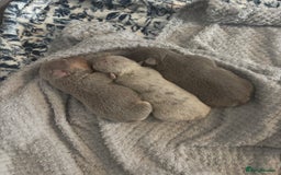 Mixed Breed dogs for sale: French bulldog X English bulldog  - Image 12
