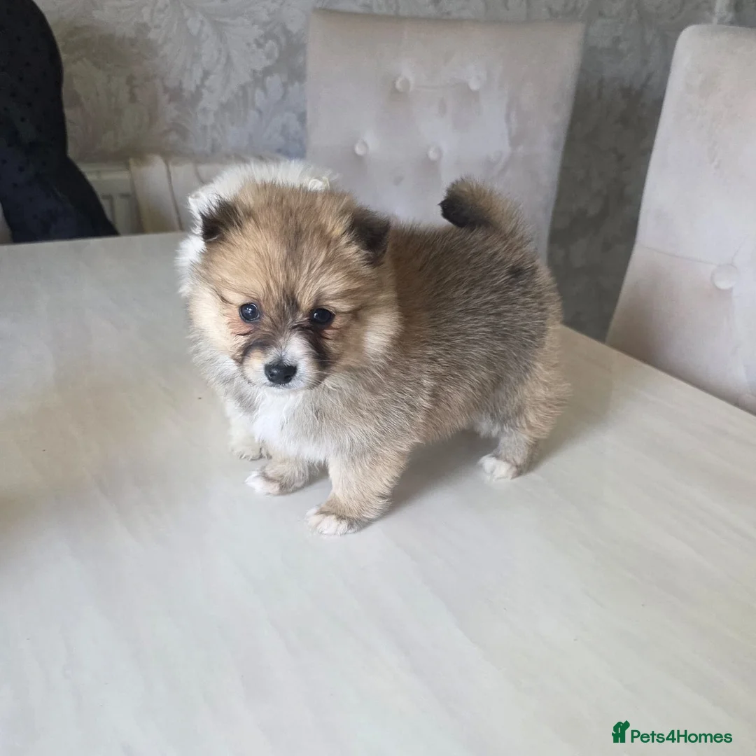 Pomeranian dogs for sale: Pomeranian puppies  in Dagenham - Advert 2
