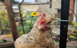 Chickens poultry for sale: Rooster Salmon Faverolle, Choc Bantam,Cream Legbar - Image 8