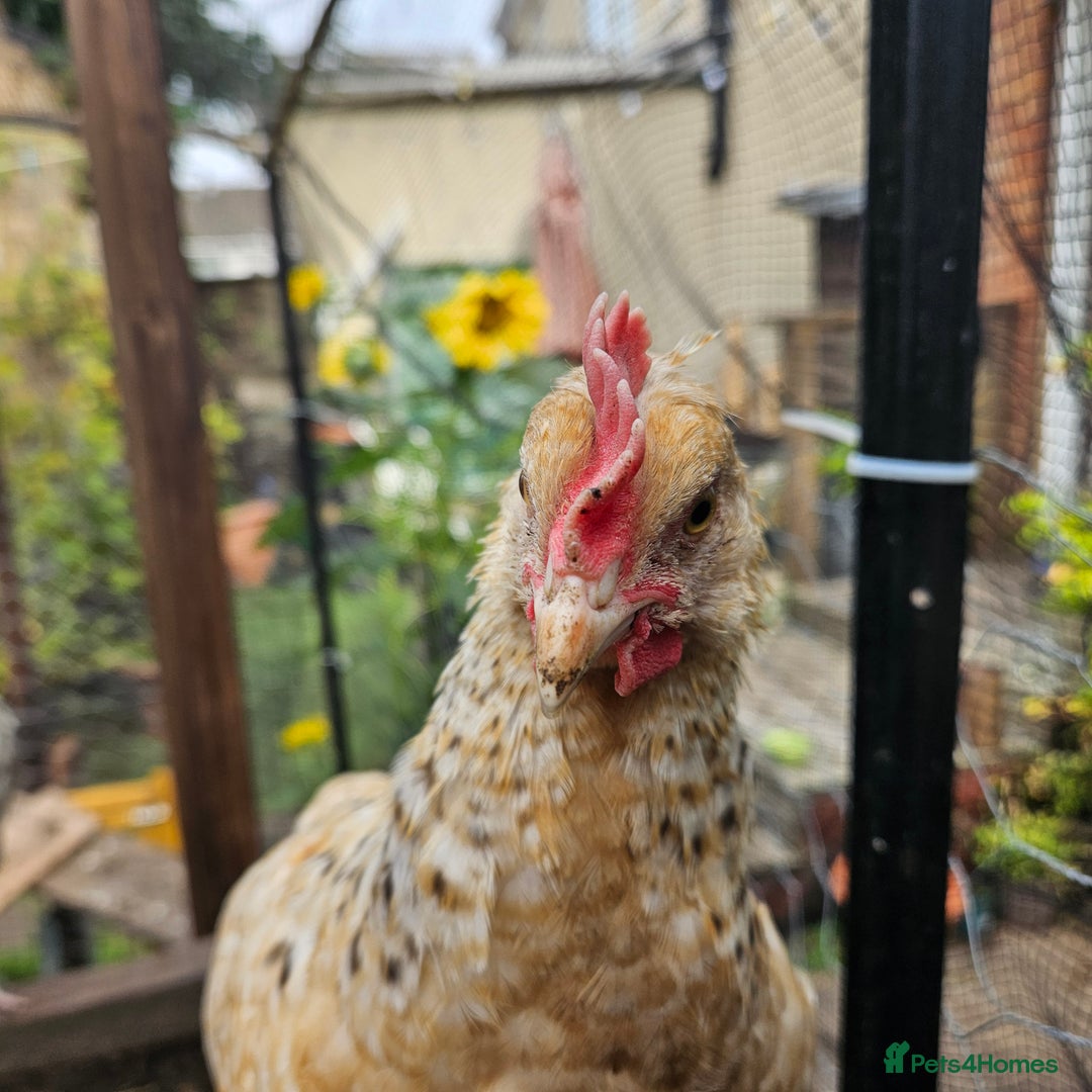 Chickens poultry for sale: Rooster Salmon Faverolle, Choc Bantam,Cream Legbar - Image 8