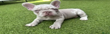 French Bulldog 4