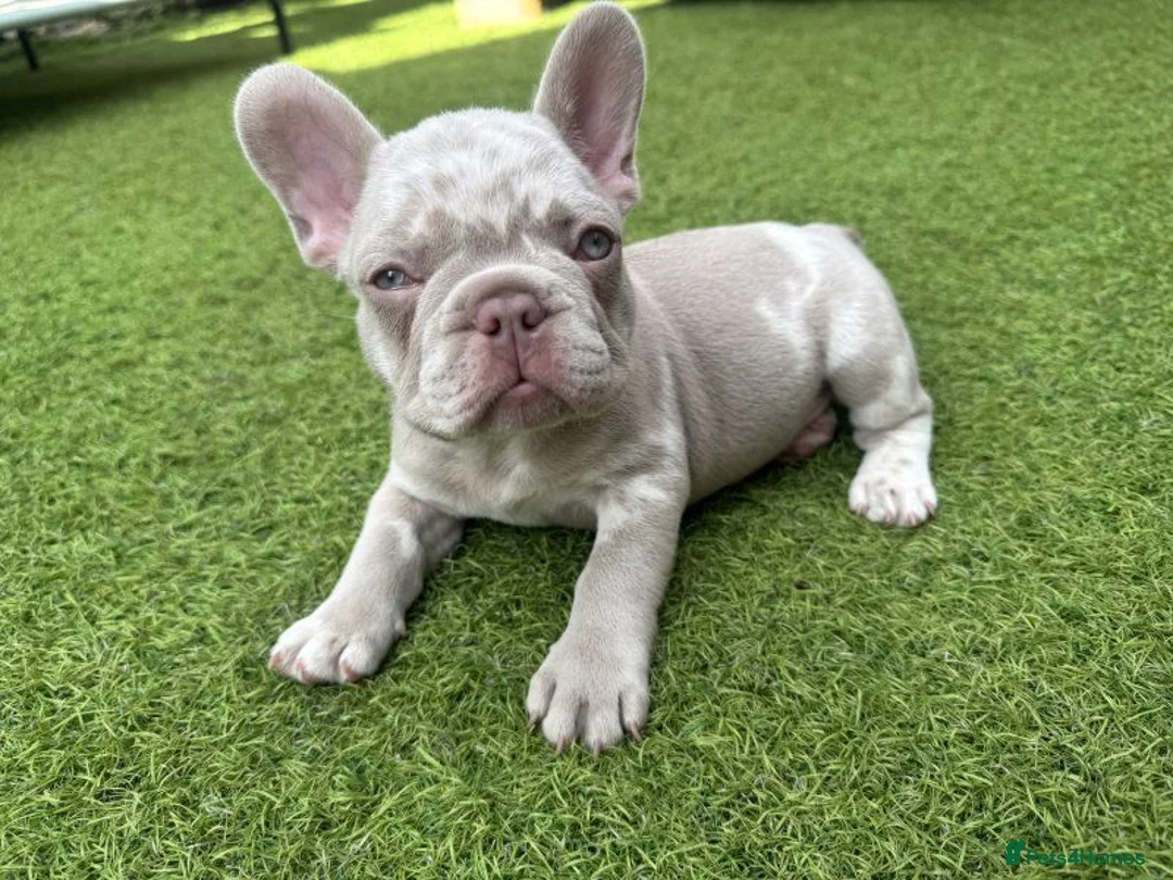 French Bulldog dogs for sale:  Stunning litter of French Bulldog puppies. in Banbury - Advert 1