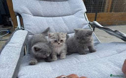 British Shorthair cats for sale: CHAMPION BLOODLINE - Image 1