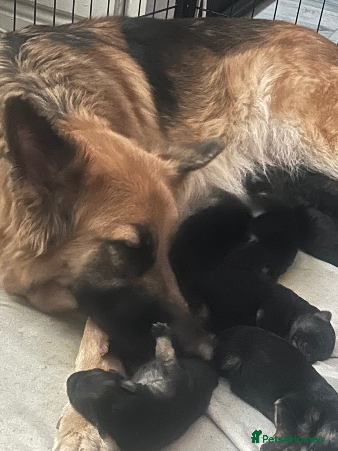 German Shepherd dogs for sale: German shepherd puppies Amber blood line  - Advert 3