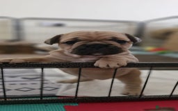 French Bulldog dogs for sale: French Bulldogs - Image 15