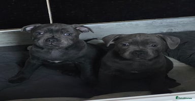 Staffordshire Bull Terrier dogs - Advert 8