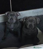 Staffordshire Bull Terrier dogs - Advert 11